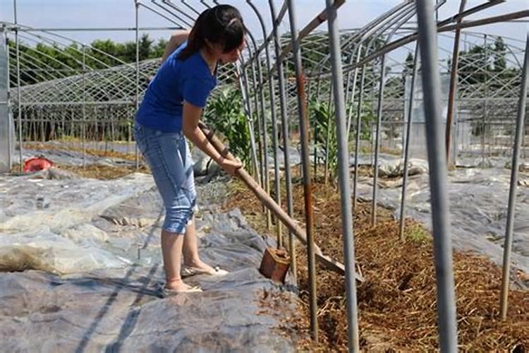 想大面积种植菠菜,施用农家肥好还是化肥好呢？