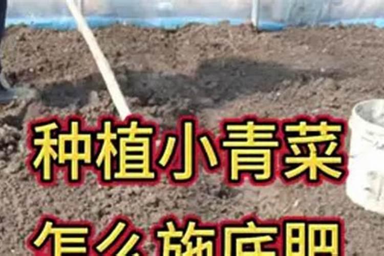 种菜用什么追肥长得快,尿素还是复合肥