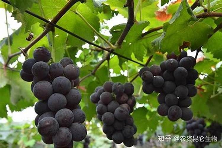 种菜需要施肥那么用什么肥料会比较好呢