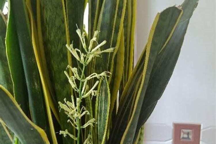 虎皮兰用什么肥料长得快(如何制作虎皮兰需要肥料养的好)