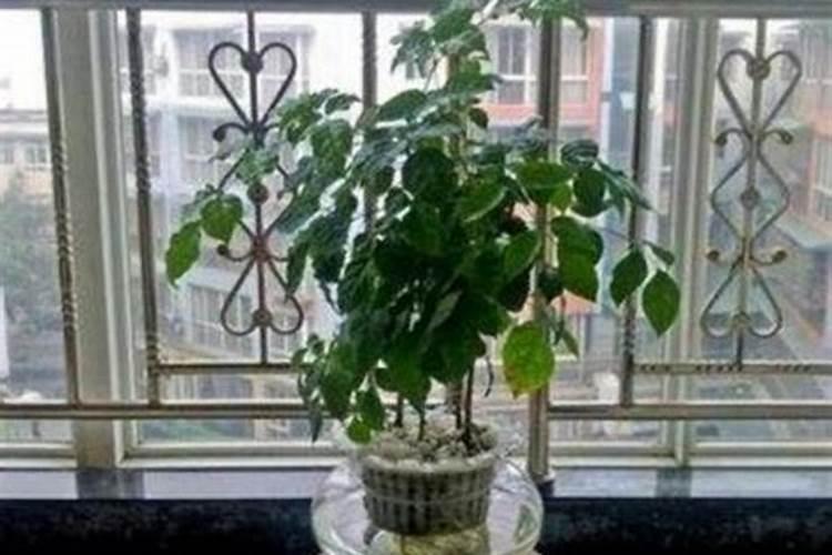 兰花怎么养多长时间一浇水