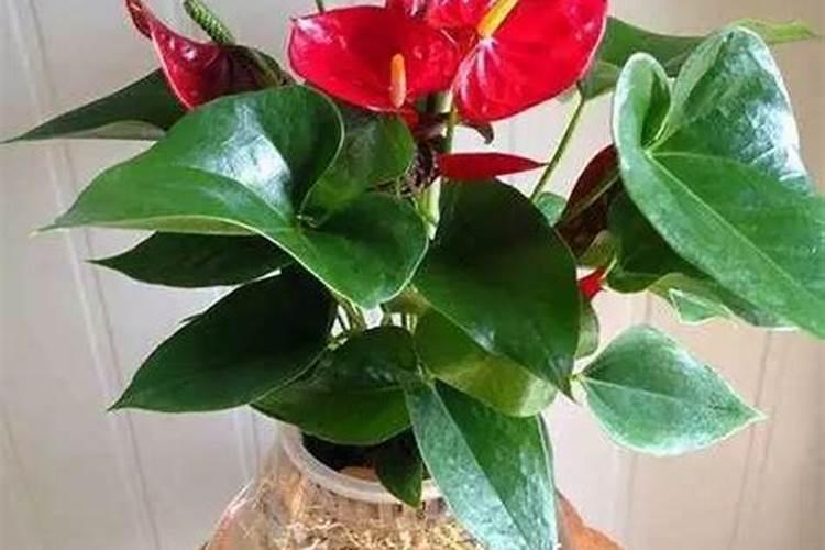 磷肥不溶于水怎么使用