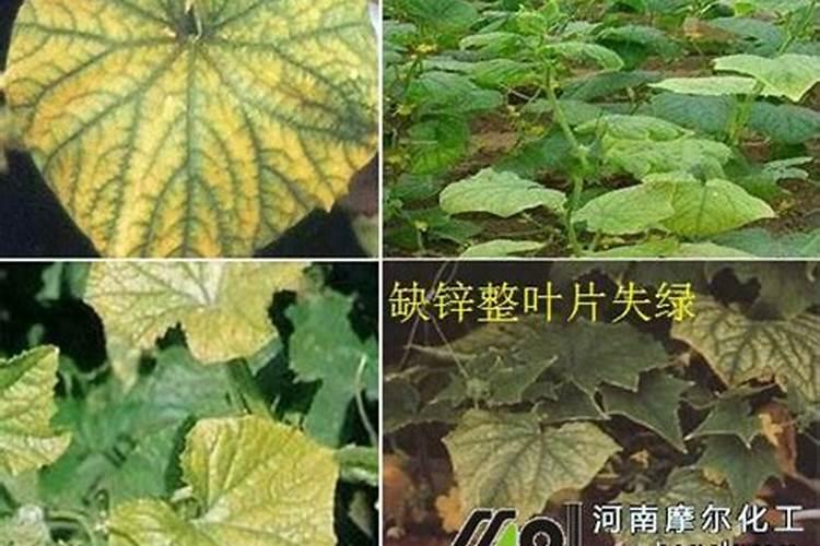 氨基酸是氮肥吗？使用氨基酸会影响果实转色吗？