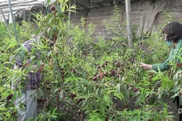 大量元素水溶肥的正确使用方法