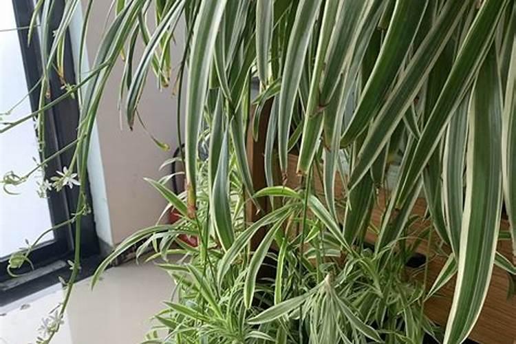 桃树施什么肥可以增加糖度？