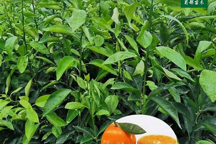 想知道黍米是什么米？