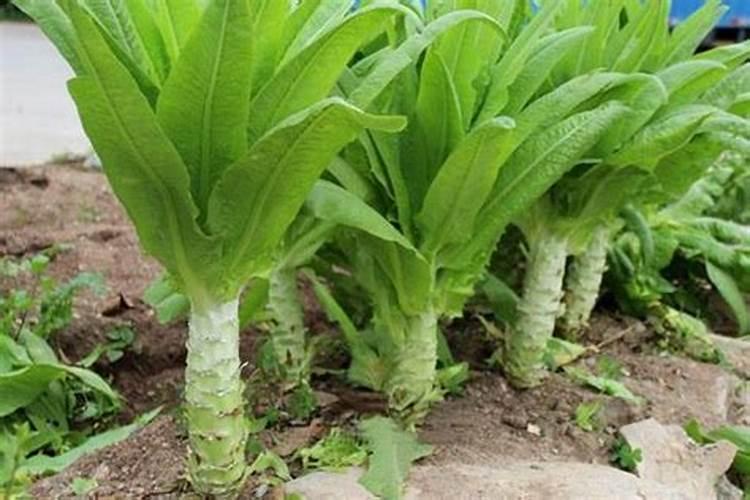 蔬菜喷洒芸苔素后多长时间能看到效果