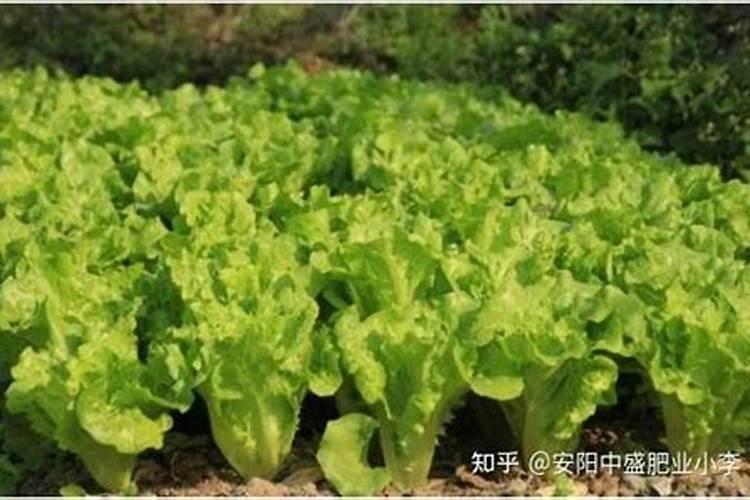 冲施肥的使用方法