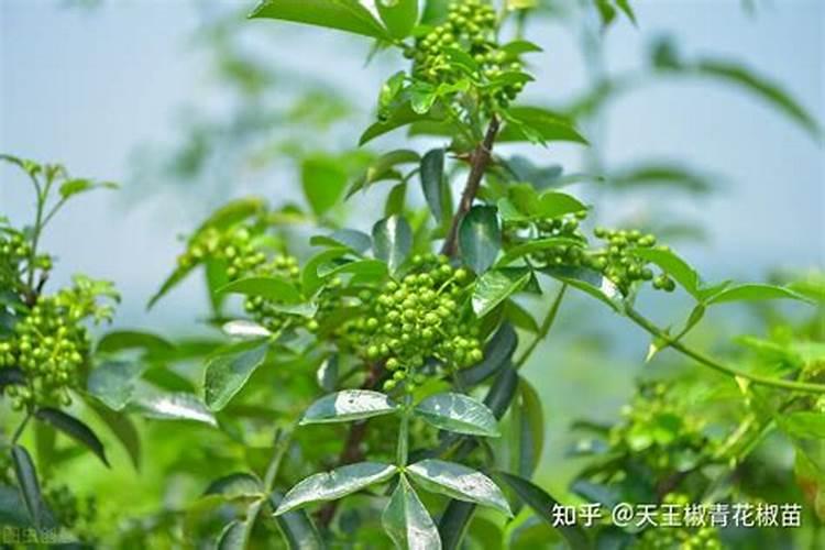 花椒花期用什么叶面肥？