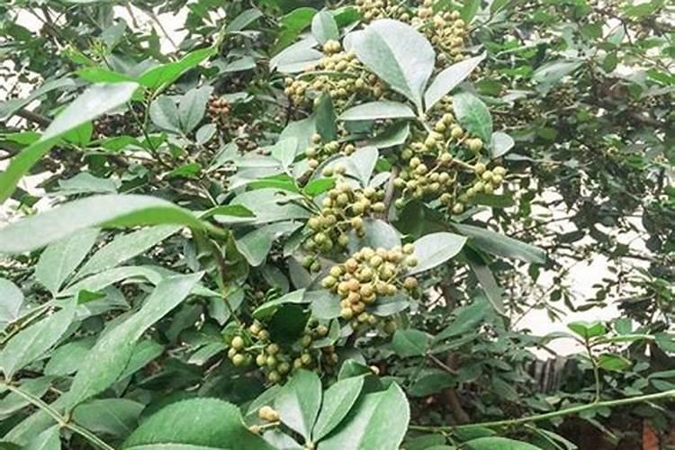 老花椒树死后种植的新花椒树长不大怎么回事啊？