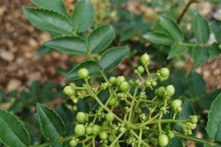 花椒树什么时候喷磷酸二氢钾好？