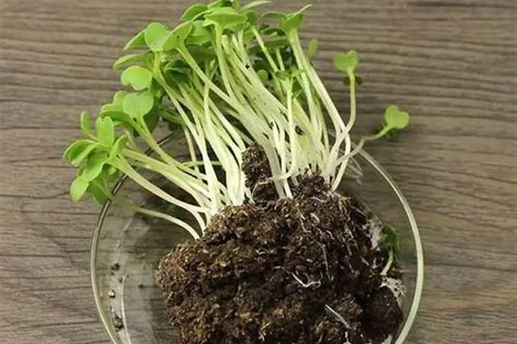 硝磷铵和尿素在烟草种植上那个效果好？