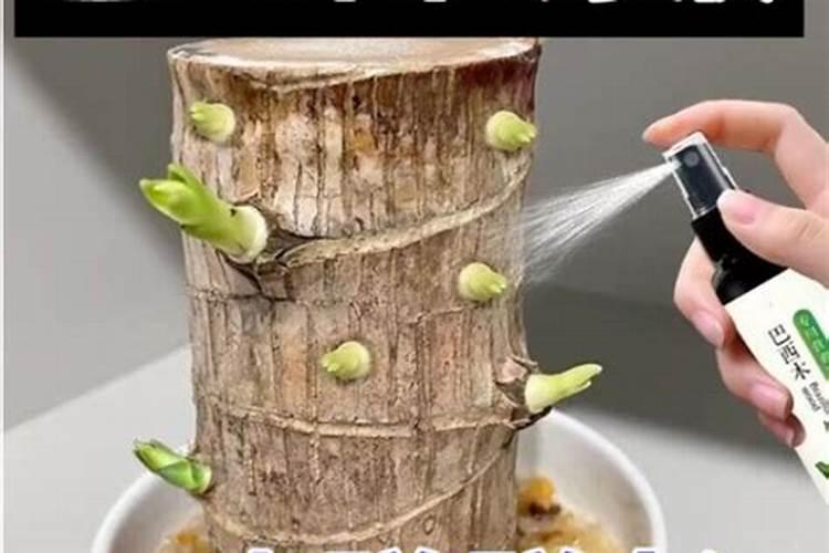 第一年葡萄小苗施什么肥(刚种葡萄苗用什么肥料长得快)