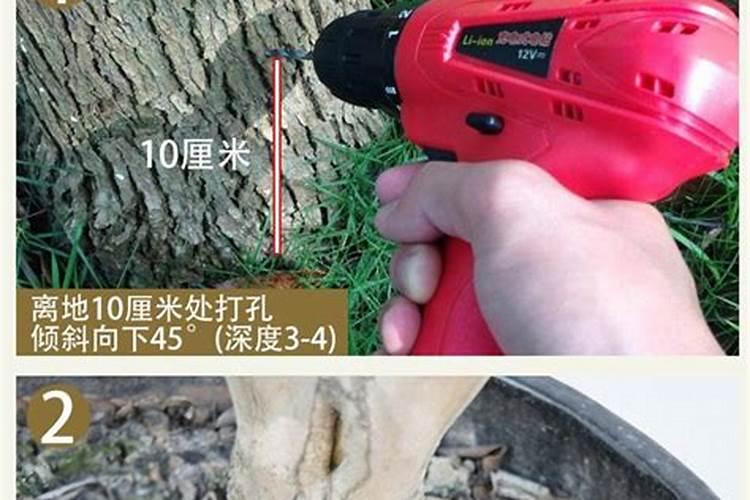 第一年新种的葡萄苗该施什么肥料