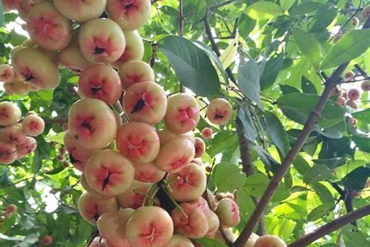 我家的木瓜树变得叶子黄。怎么解决？