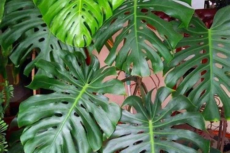 钾肥过多如何表现