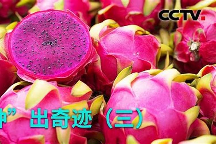 兰花施肥有哪些避免烧根的技巧？