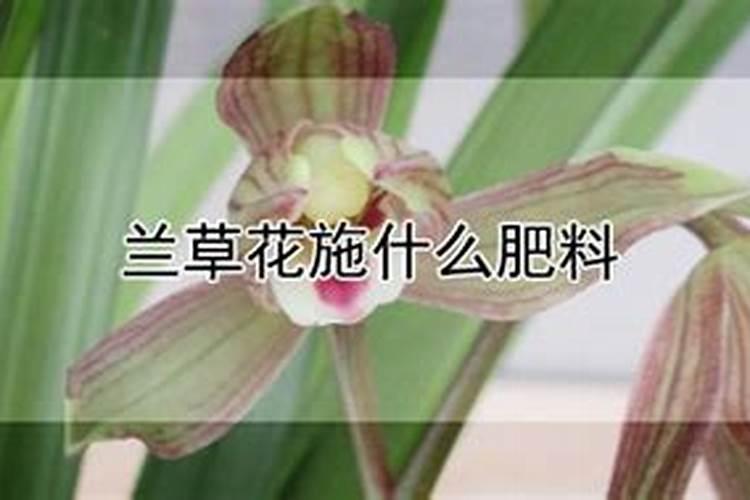 兰草花浇什么肥最好