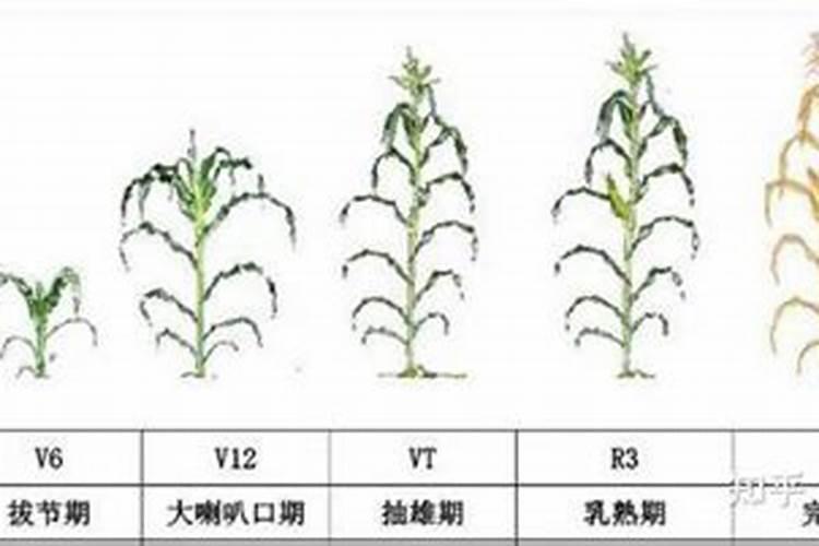 一亩地玉米究竟要施多少化肥