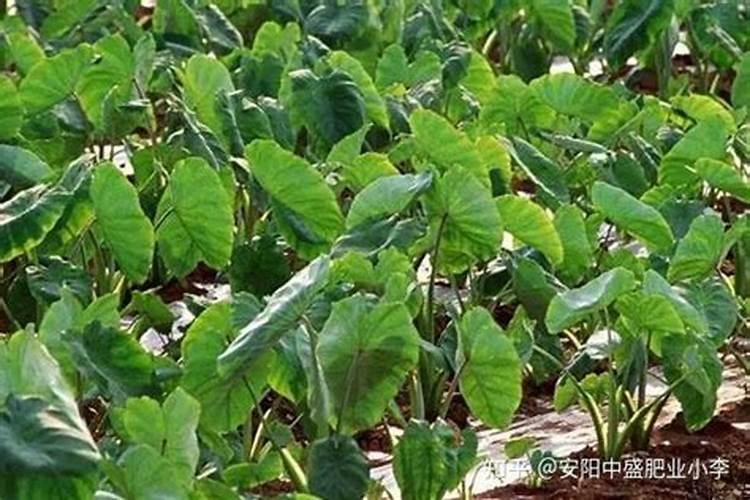 膨果期钾肥和钙肥可一起冲施吗