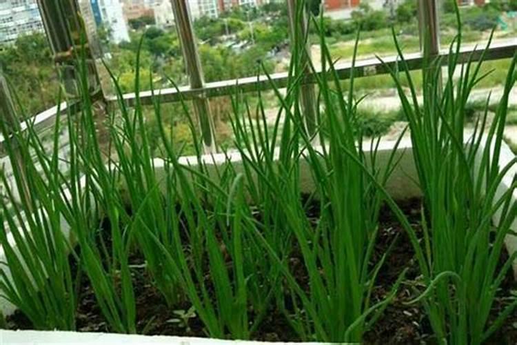 栽植大葱用什么肥好