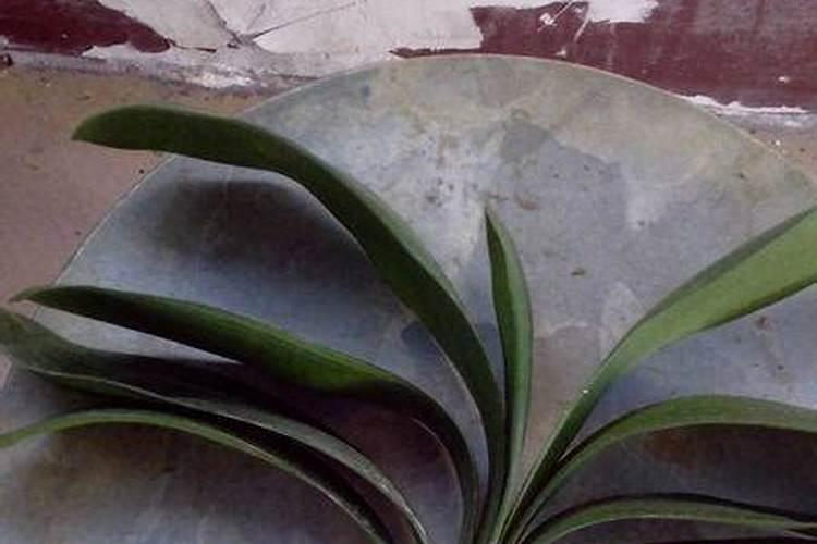 君子兰用叶子生根秘法