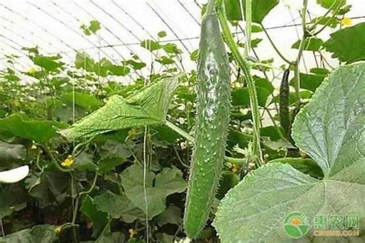 种豆角、黄瓜、丝瓜,这5点记住了能让果实结到摘不完,是哪5点？
