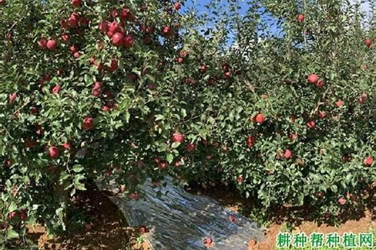 蔬菜作物氮素过多有哪些症状？怎样防治？