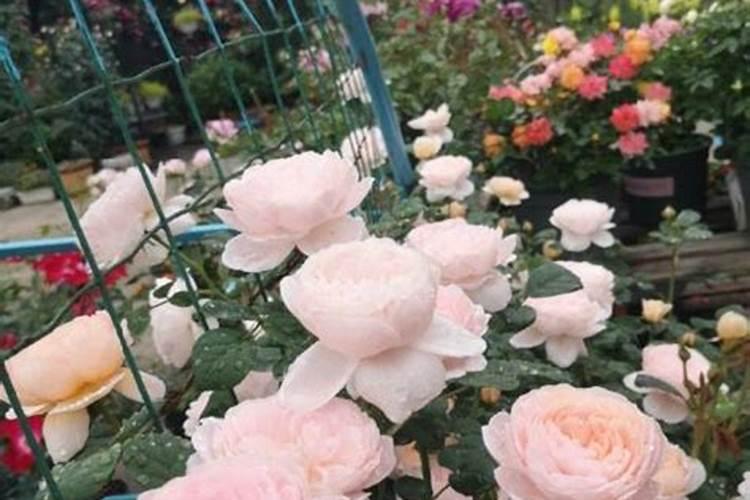 紫薇花瓶养护管理方法