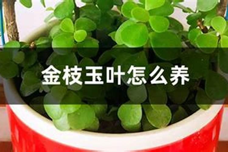 金枝玉叶用什么肥料最好