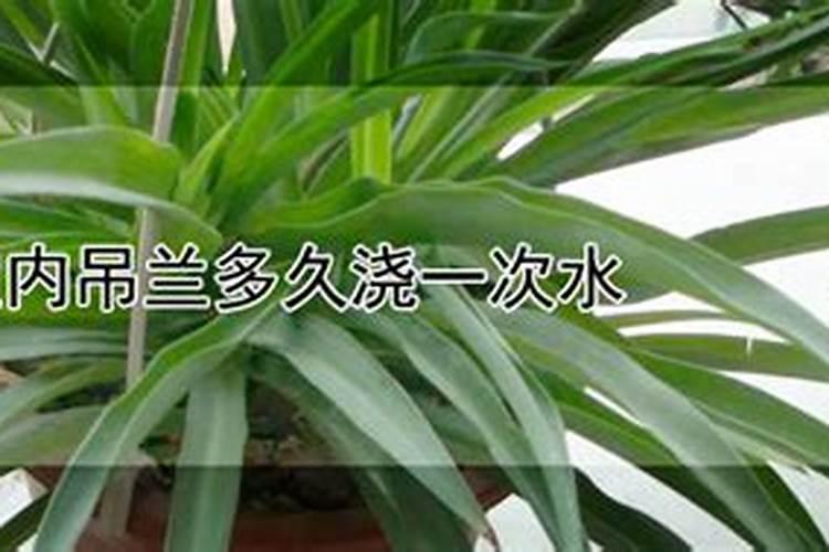 牡丹吊兰春天怎么养,病害防治修剪整形