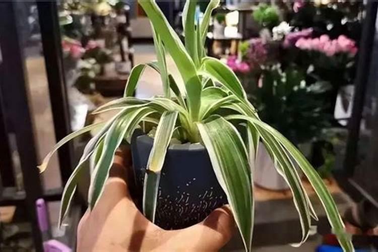 ...产量达到750公斤,需要氮肥,钾肥,磷肥各多少公斤？ 很紧急~~~以上感谢...