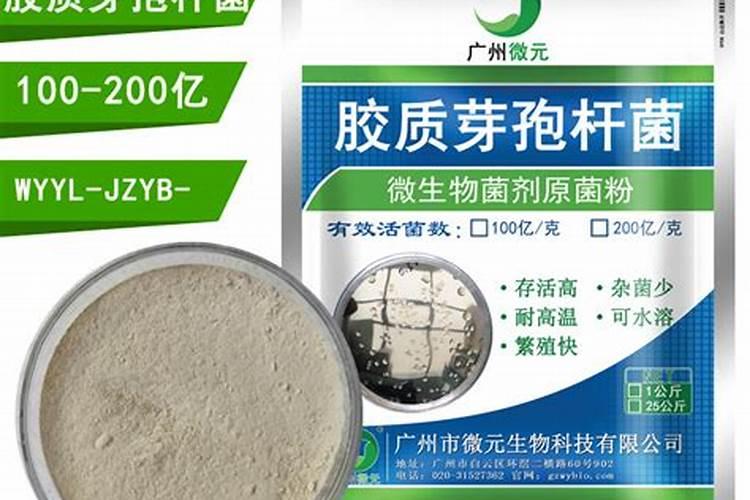 西兰花出现黄化米粒的问题要怎么处理才好