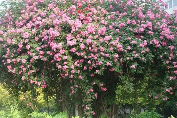 复合肥,氮肥,磷肥,钾肥有什么区别