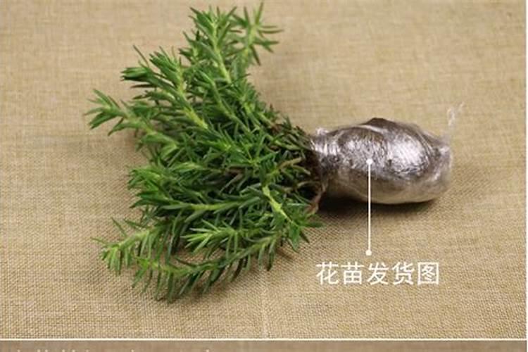 籽播太阳花幼苗什么时候施肥