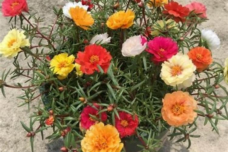 太阳花扦插成活后施什么肥好