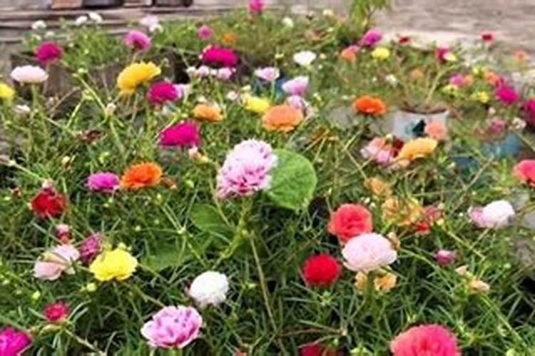 太阳花插杄10天可以施复合肥吗