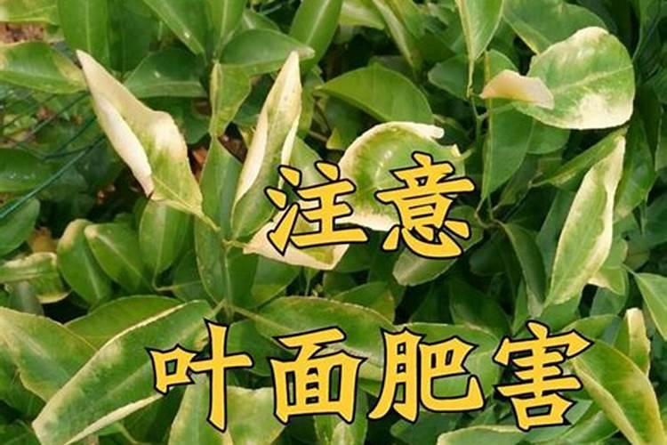 农业技术推广工作总结
