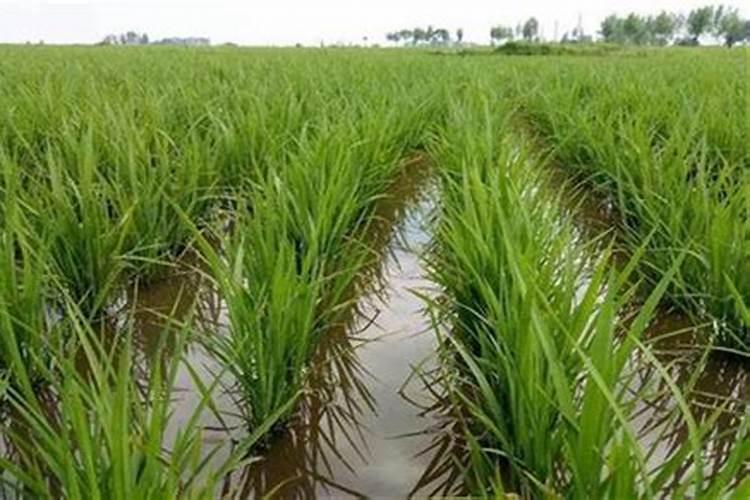 水溶肥如何买不会吃亏？