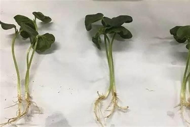 菜子油渣做肥料还需要发酵吗