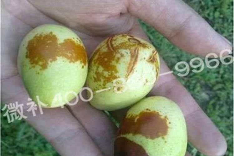 月季花冬季如何施肥效果最好,可以用水溶肥吗？