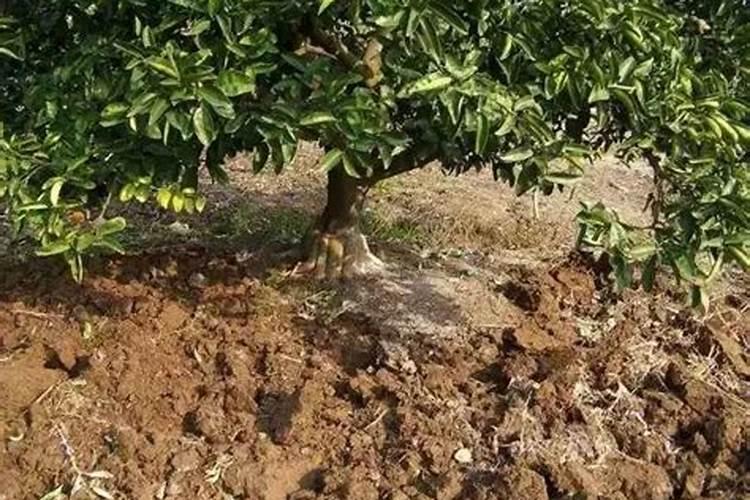 君子兰施肥方法