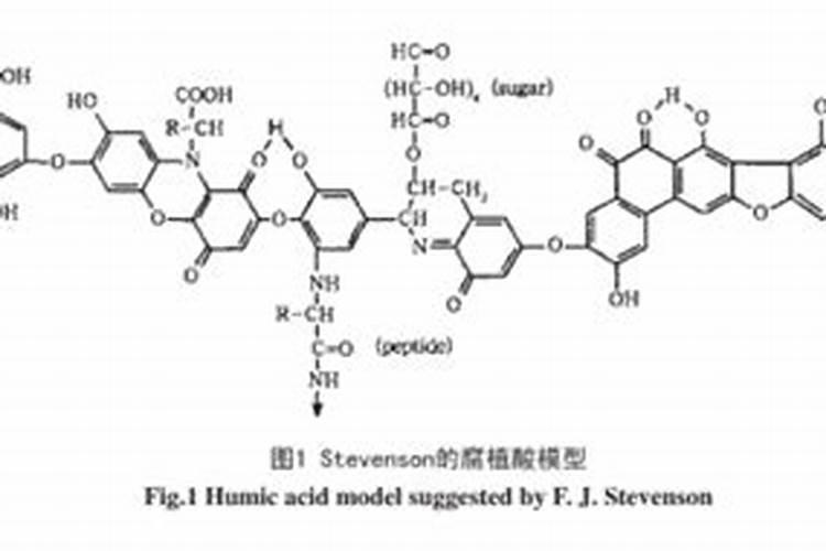 金钱树用什么肥料