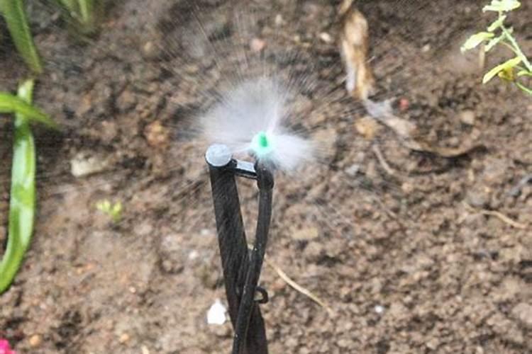 下雨时可以给果树散水溶肥吗？