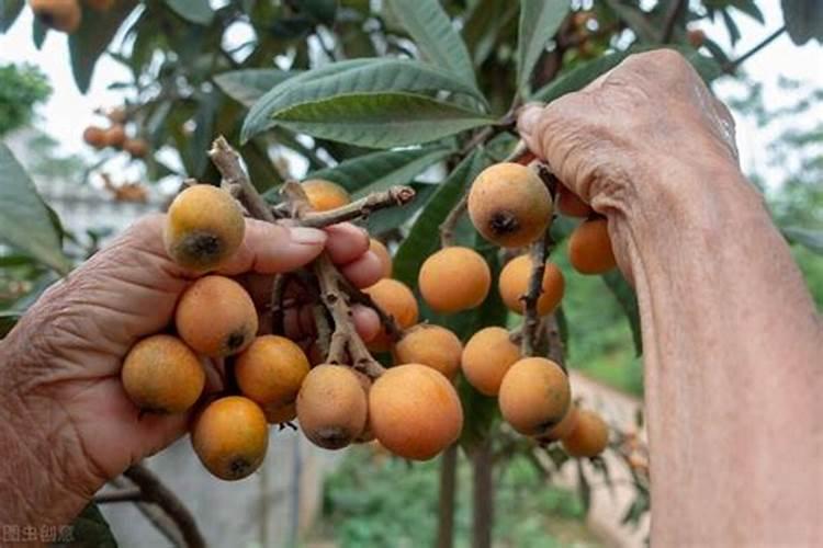 玉米花期施磷酸二氢钾兑