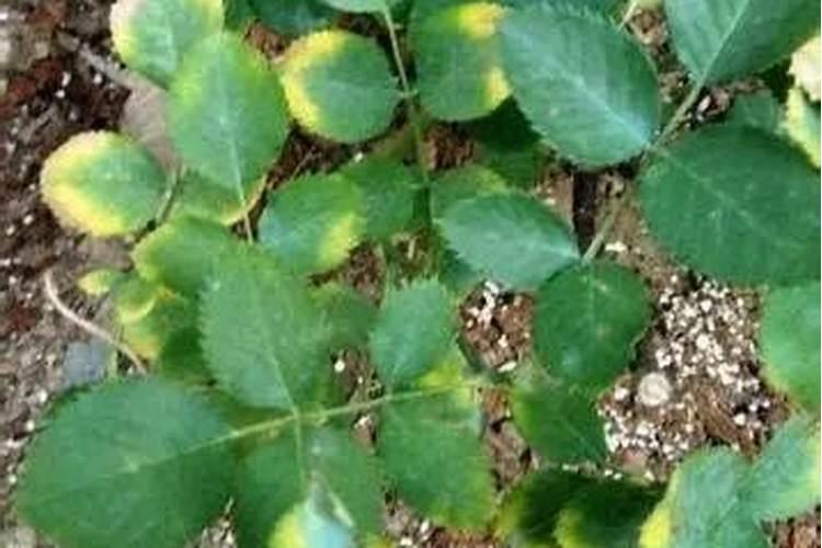 西瓜增甜喷什么叶面肥效果好