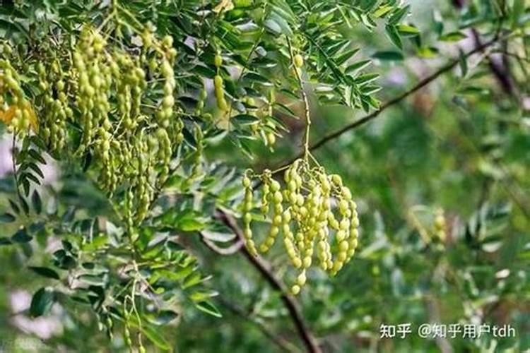 多肽氨基酸原粉用于肥料生产的建议参考配比!