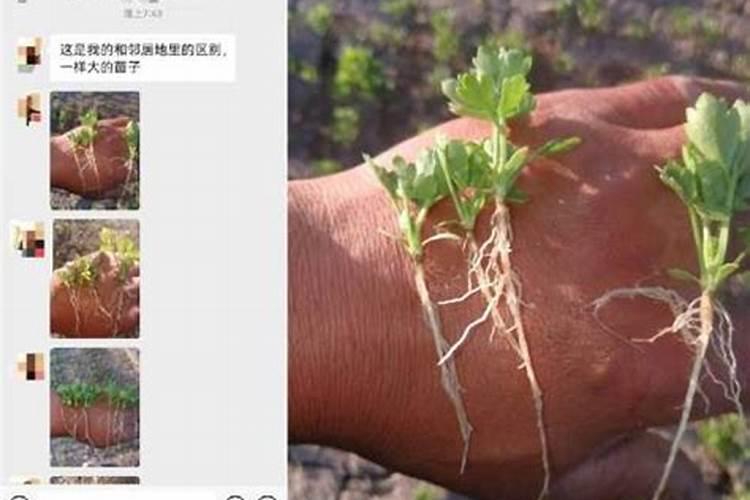 我想知道芹菜的用肥方法