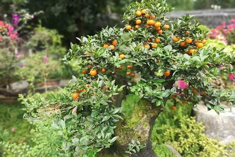 旱地小麦用磷多还是氮肥多