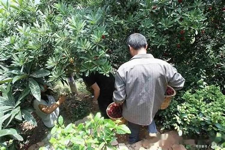 杨梅树应该在什么时候施肥？应该如何施肥？